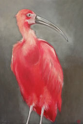 Ibis rouge.jpg
