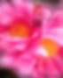 FloralFantasy.jpg