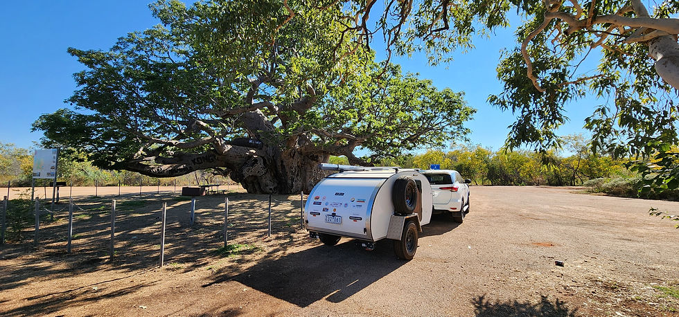 parked small towed white caravan and large Boab tree