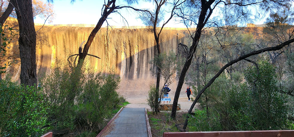 skinny trees and green shrubs with rock background