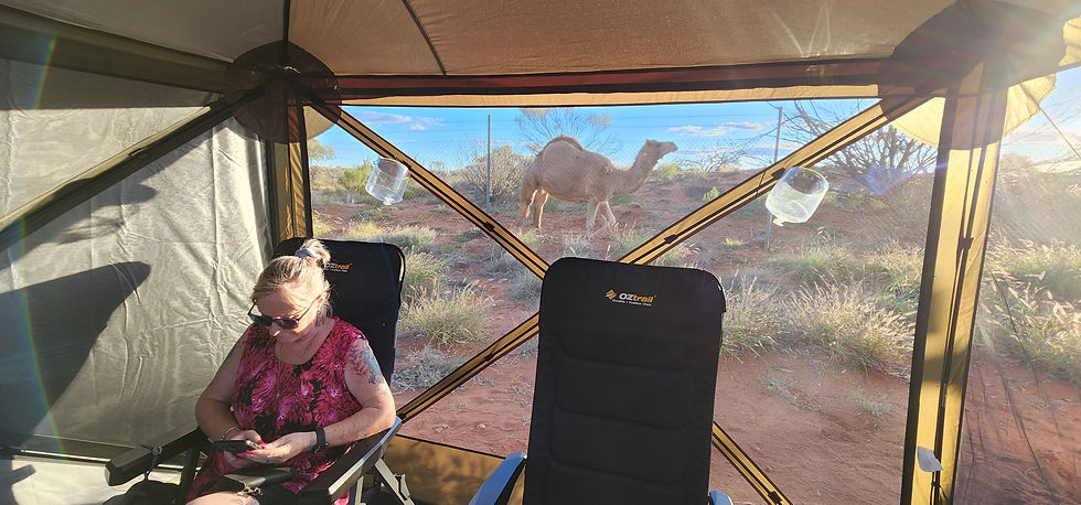 CAMPING TENT WITH CAMEL IN BACKGROUND