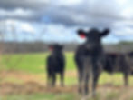 Cattle being raised with purpose