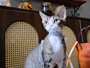 Cozy hutong cafe exterior featured in our Beijing hutong café guide
