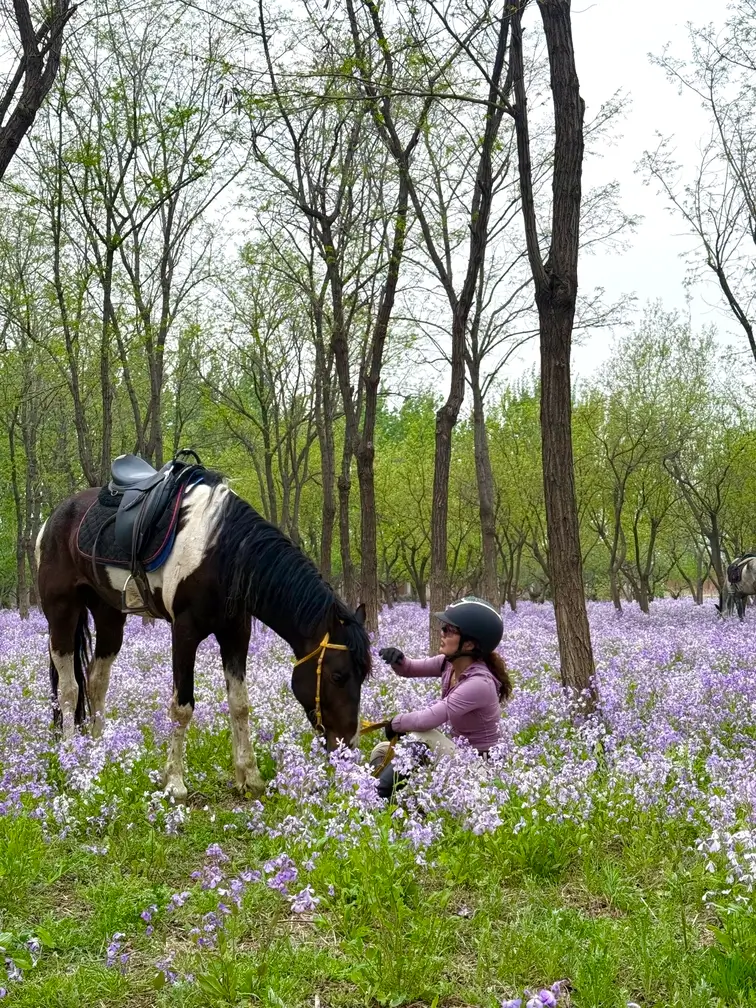 A female traveler in a purple cloth preparing to mount her black horse in a purple flower