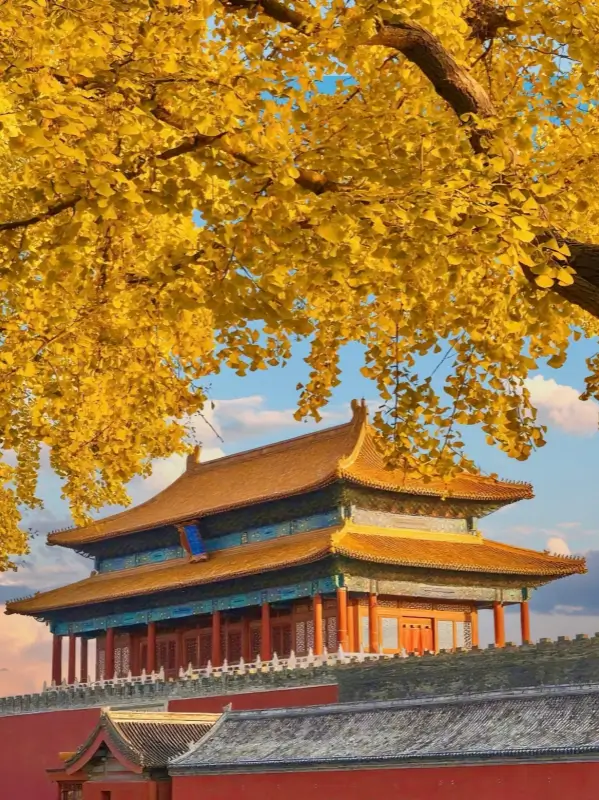 Golden ginkgo trees at the Forbidden City during November