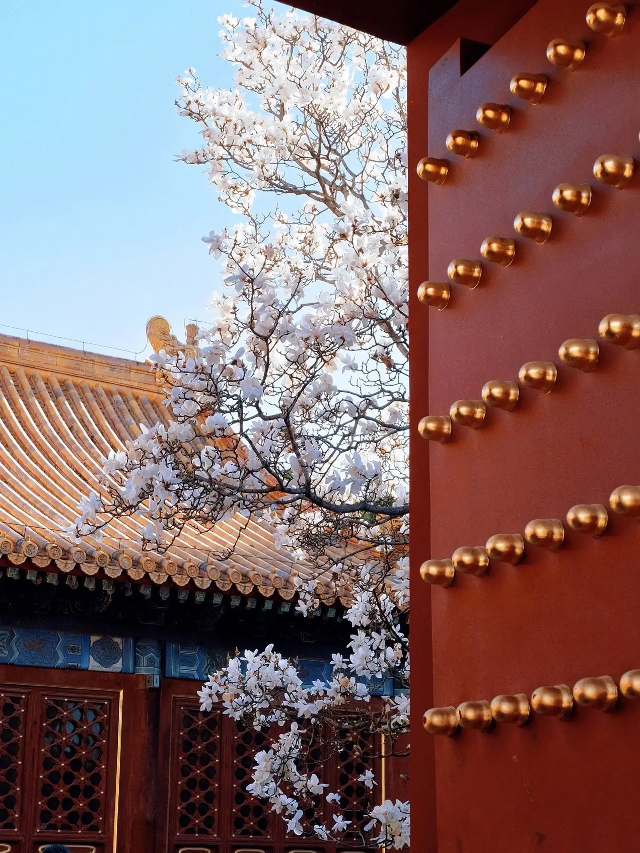 White magnolia blossoms framing a traditional red imperial door with gold studs at the Temple of Ear