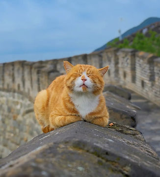 A ginger cat resting on the stone wall of the Great Wall with mountains in the background, representing a full-day hiking and dinner food tour experience.