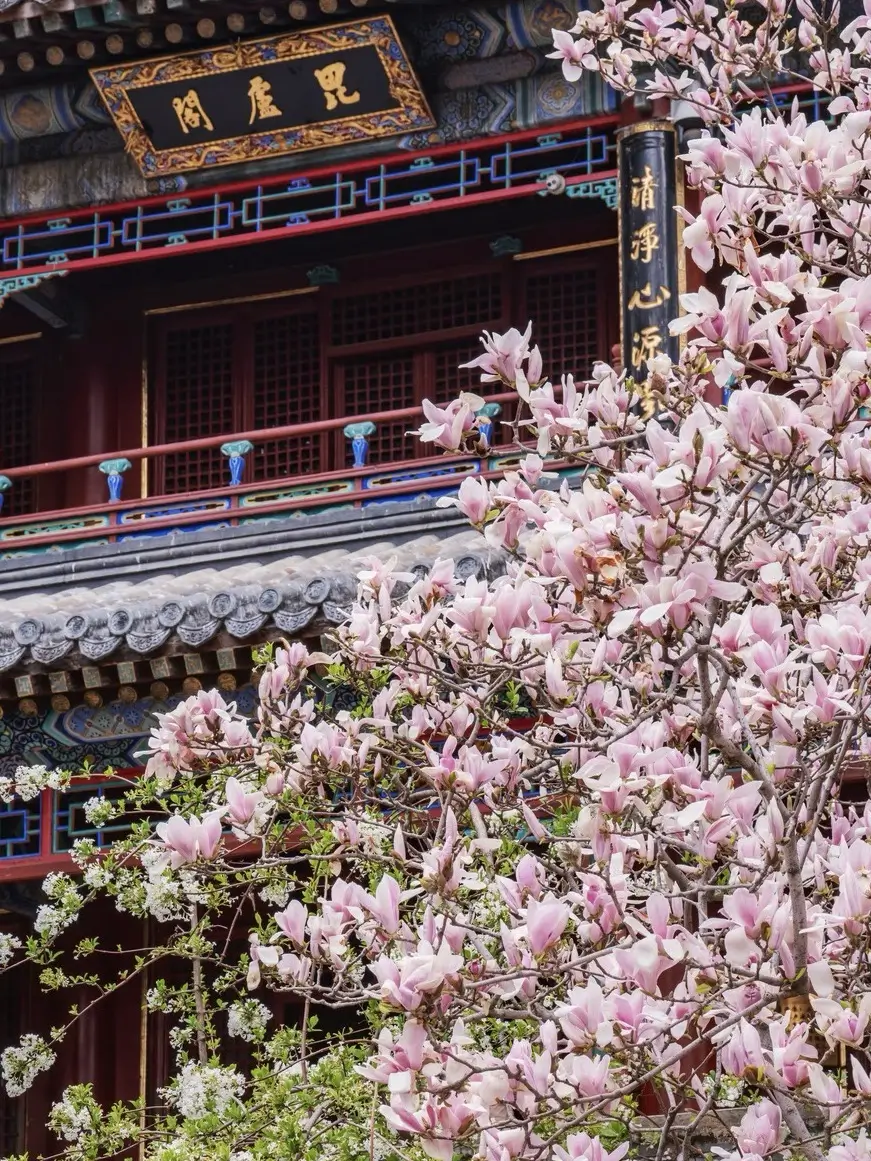 Blossoming pink magnolia flowers against the traditional red wooden windows of Tanzhe Temple in Beijing