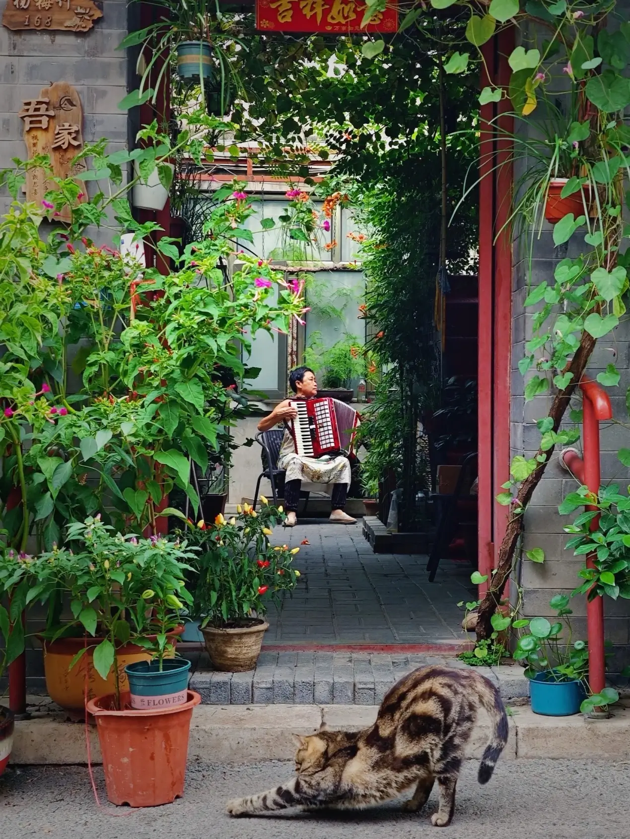 Traditional Beijing hutong courtyard entrance filled with plants, a resident playing accordion inside, and a cat stretching in the foreground — capturing everyday life during a hutong walk.