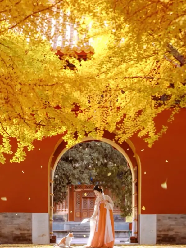 Golden autumn arches in Beijing during November