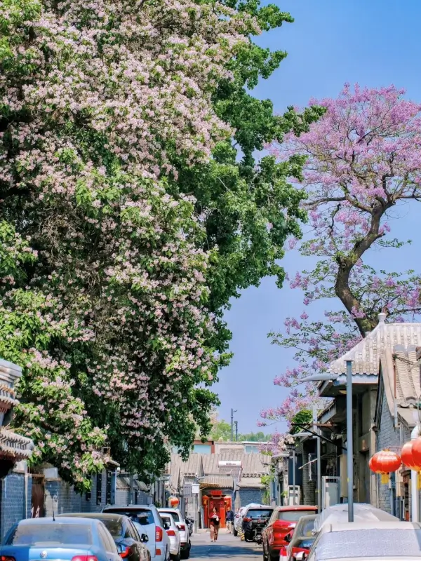 April blossoms along a quiet hutong street in Beijing