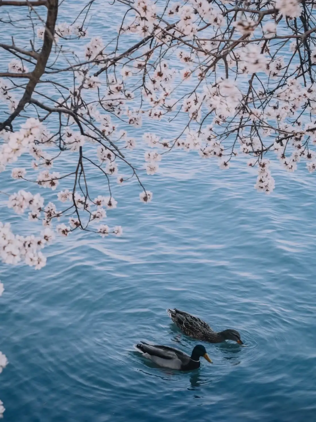 Ducks swimming in the turquoise water under blooming spring branches at the Summer Palace, Beijing.