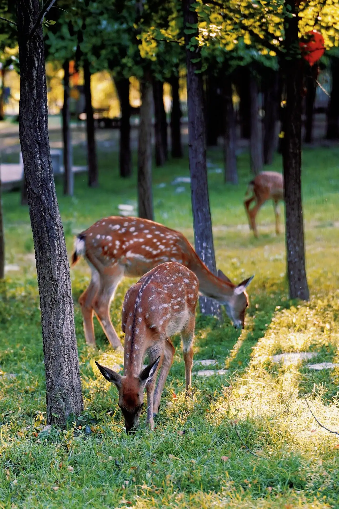 Deer grazing in Olympic Forest Park in Beijing, a peaceful green area near the Olympic Park and a fun stop for families.