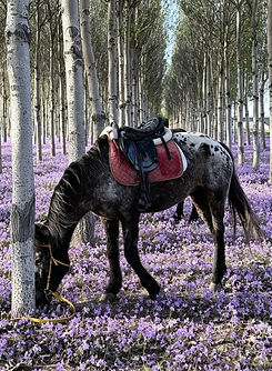 Beijing horseback riding experience through forest trails with a saddled horse among blooming wildflowers in the countryside
