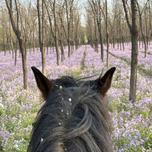 View from behind a horse’s ears looking down a forest path lined with tall trees and covered in soft purple wildflowers.