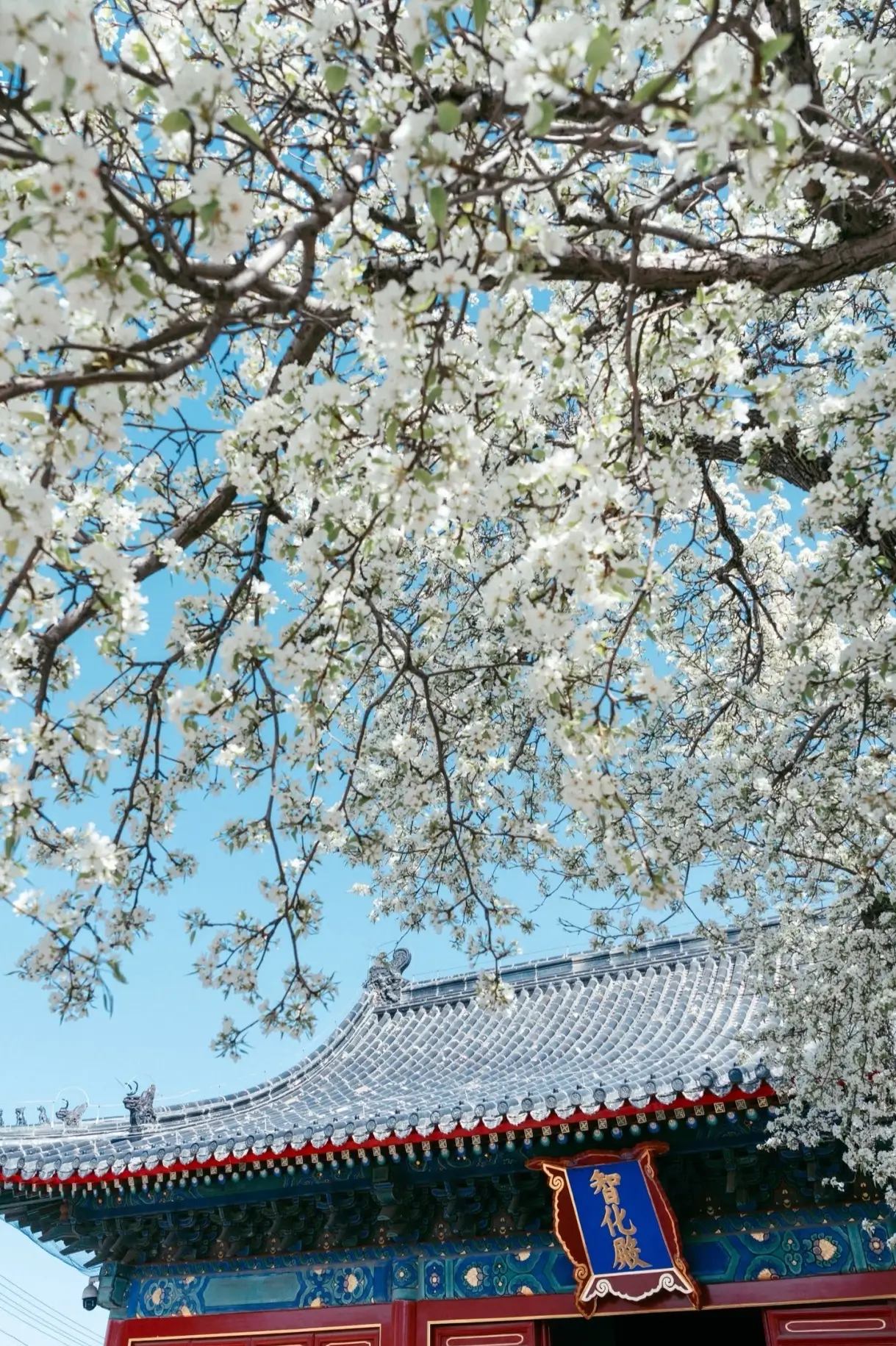 Ancient Ming Dynasty black glazed roof tiles of Zhihua Temple framed by blooming white pear blossoms
