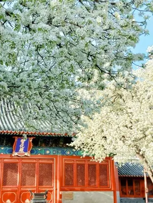 A traditional red imperial door with a blue plaque at Zhihua Temple, surrounded by towering white pe