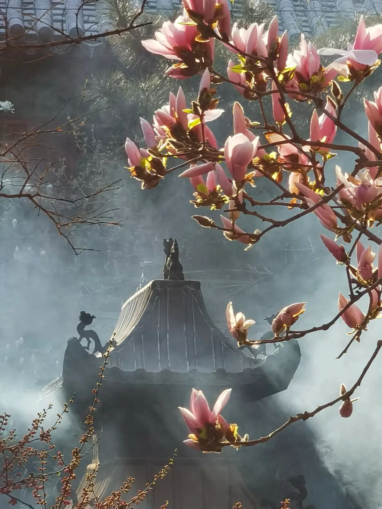 Close-up of pink magnolia buds with a silhouetted traditional temple roof and misty background at Ta