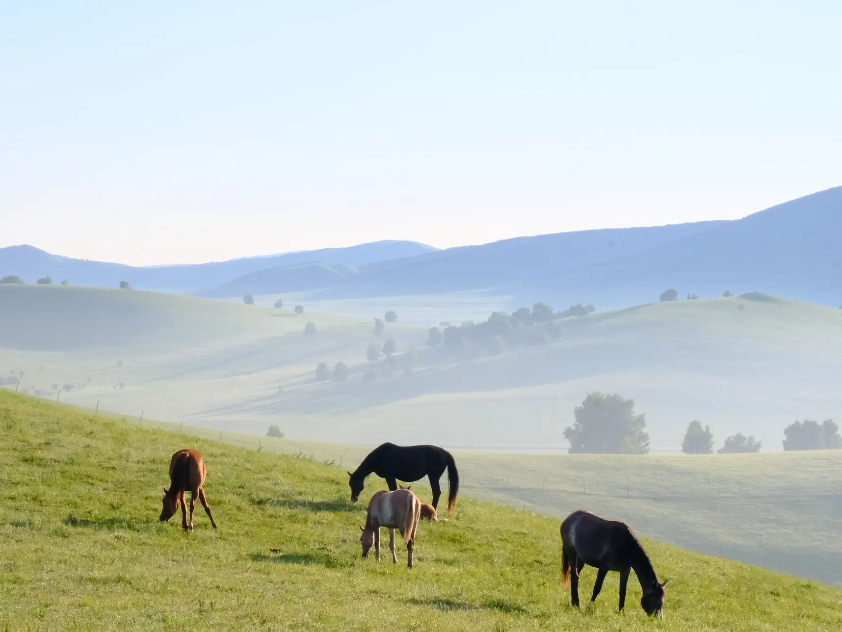 Green grasslands and horses in Ulan Butong, Inner Mongolia during the best season for horseback riding in China