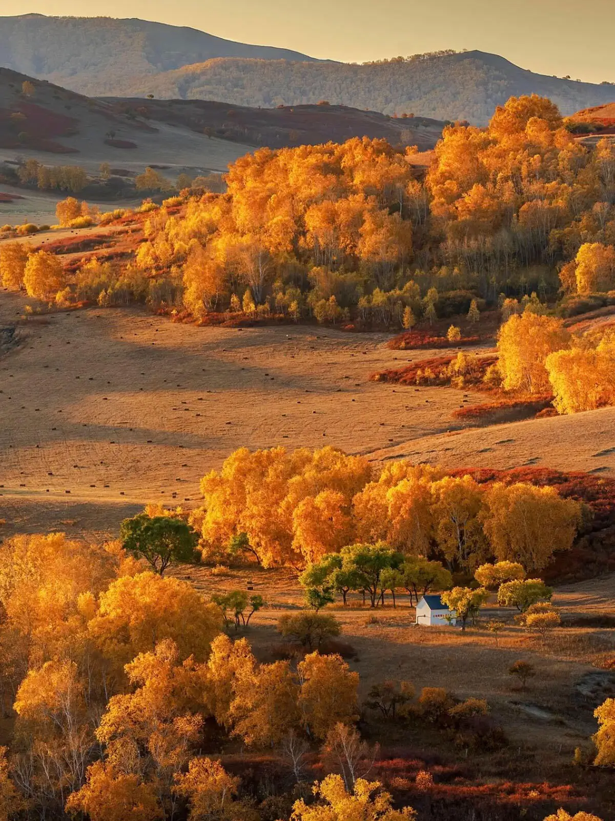 Golden autumn scenery of Ulan Butong grassland in Inner Mongolia with colorful forests and rolling hills