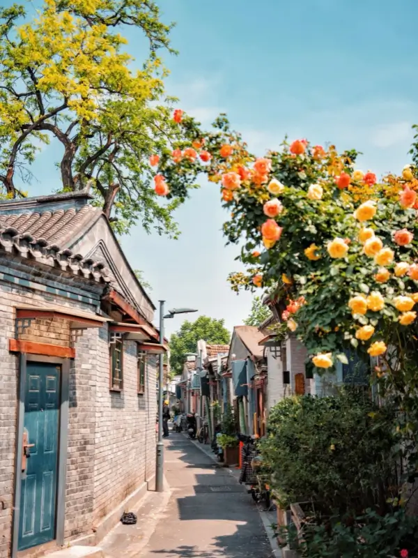 Flowering hutong alleys in Beijing during May