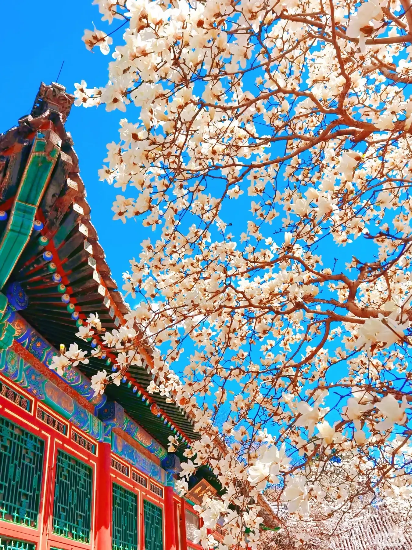 Pure white magnolia blossoms against a vibrant, colorful Chinese temple eave and a clear blue sky
