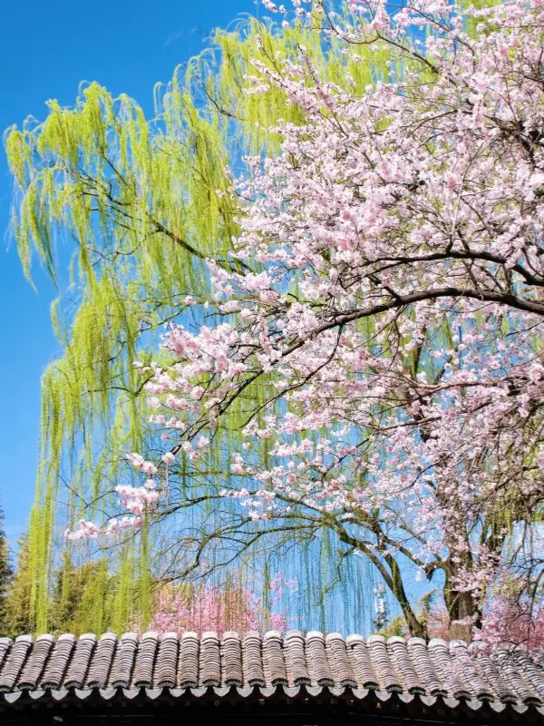 April flowers and willow trees in Beijing