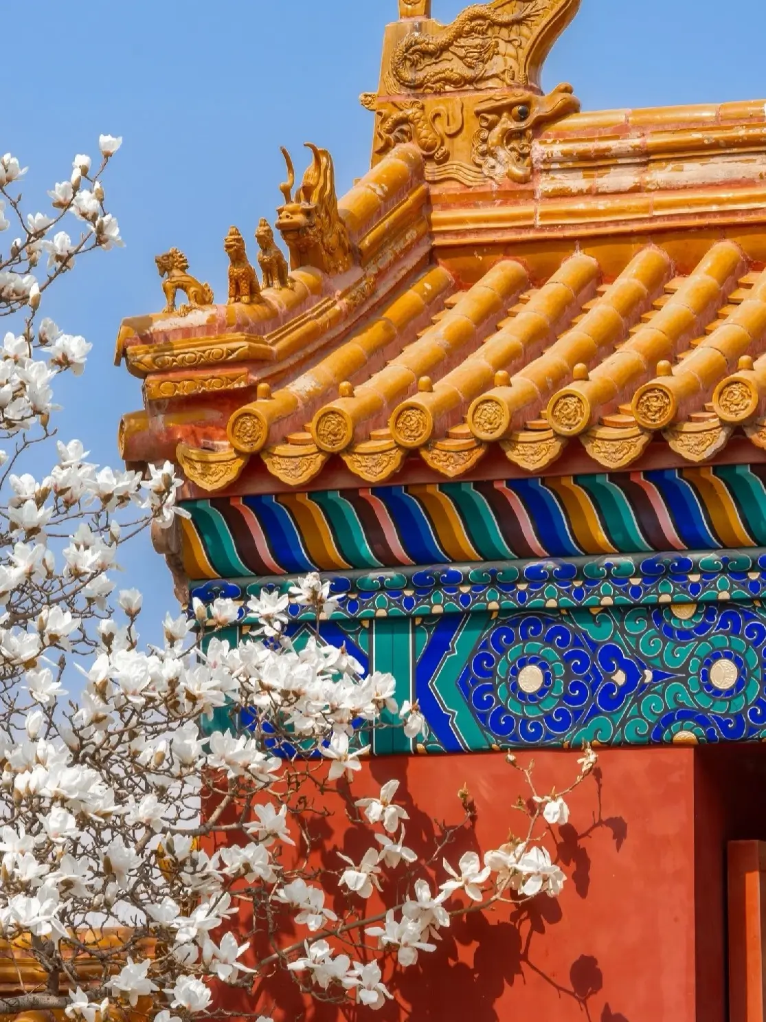 Close-up of white magnolias blooming beneath the colorful, intricate eaves of a royal temple buildin