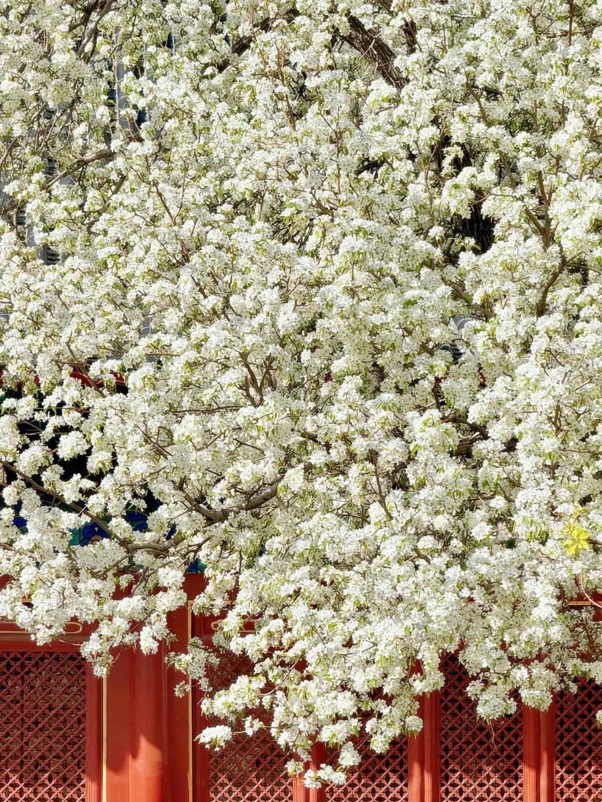 A massive, ancient pear tree in full bloom leaning over the red walls of Zhihua Temple courtyard.