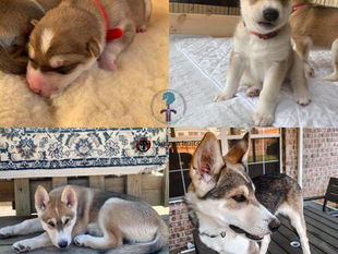 The Ever Changing Puppies