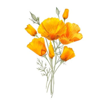 Thumbnail: California Poppy Tincture (Double Extraction)