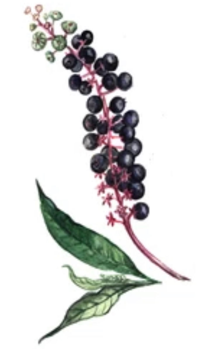 Thumbnail: Poke Root Tincture 