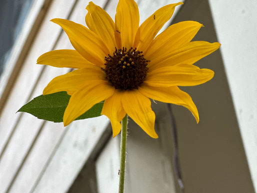 California Sunflower/Girasol Californiano (Helianthus californicus)