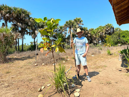 Reforesting / Reforestando