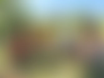 Trees for Kids * Arboles para Ninos