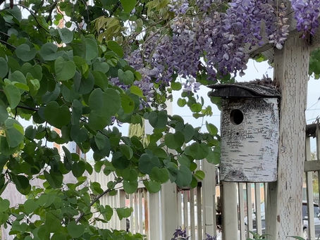 The Bewick's wren (Thryomanes bewickii)