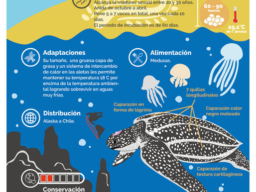 Sea Turtles * Tortugas Marinas