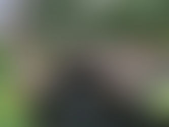 Helping Hummingbirds * Ayudando a los Colibries