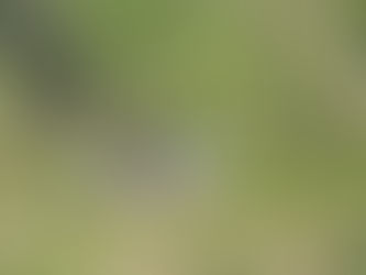 Celebrating Our Wildlife* Celebrando Nuestra Vida Silvestre