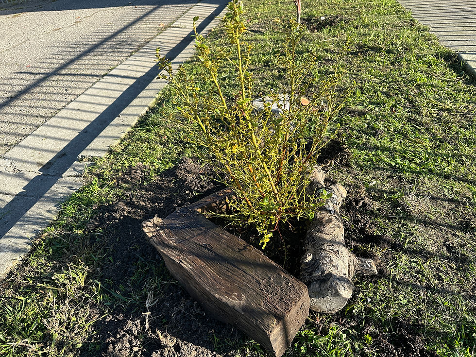 Thank You, Evergreen Nursery!