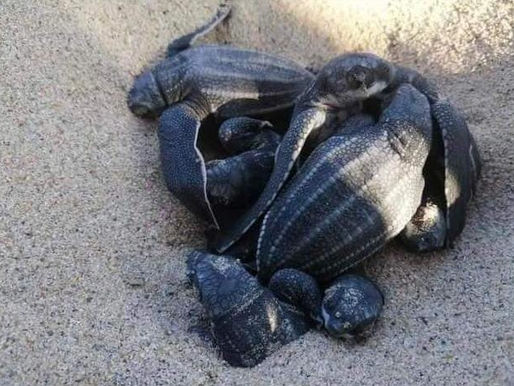 Leatherback SeaTurtle/ Tortuga Laud, Machincuepo(Dermochelys Coriacea)