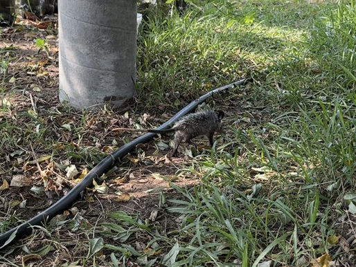 The Mexican Tlacuache 
