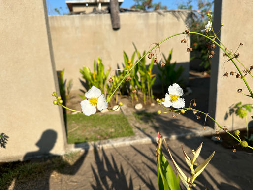 Flowers from Our Reserve * Flores de Nuestra Reserva