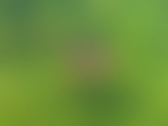 The California newt or orange-bellied newt (Taricha torosa)