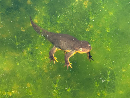 The California newt or orange-bellied newt (Taricha torosa)