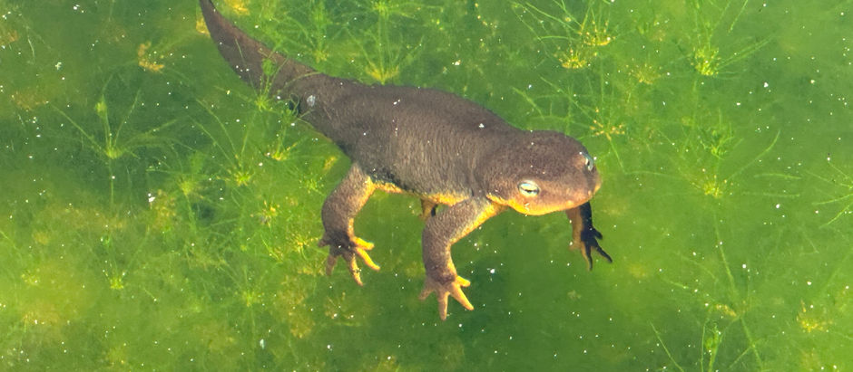 The California newt or orange-bellied newt (Taricha torosa)