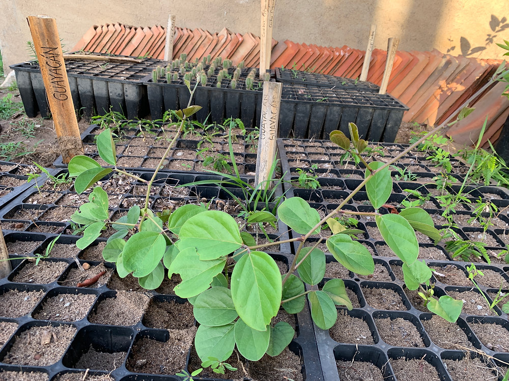Natives Community Nursery in Oaxaca * Vivero Comunitario de Plantas
