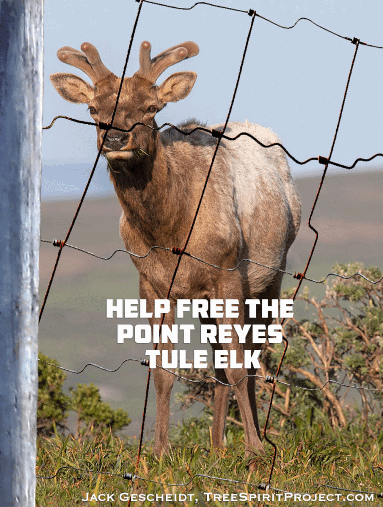 Help Free the Point Reyes Tule Elk