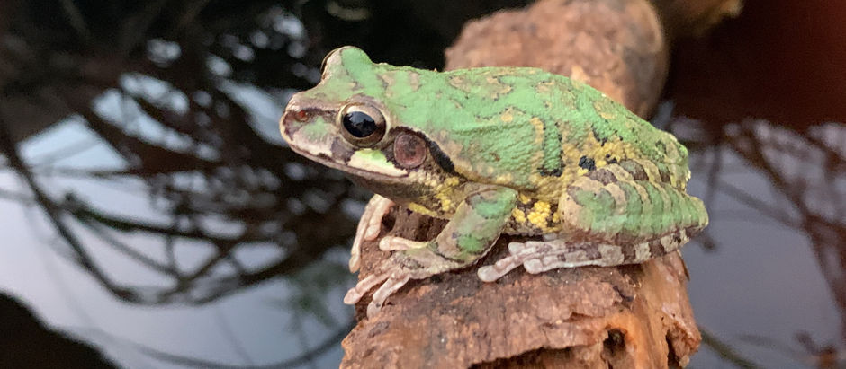 The Common Mexican Tree Frog * La Rana Arbórea Común Mexicana (Smilisca baudinii)