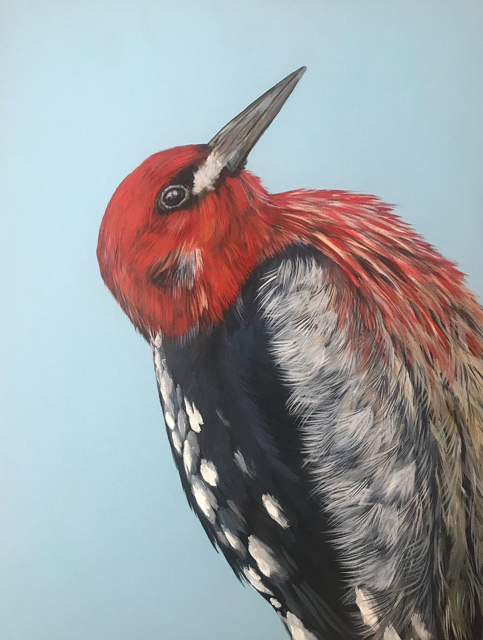 Red- breasted sapsucker